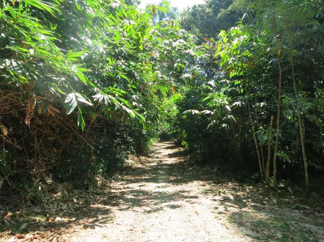 Dschungel in Thailand