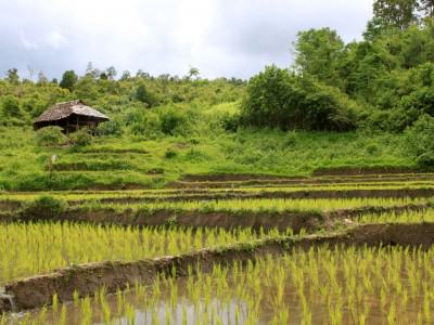 ein kleines Haus an einem Reisfeld nähe Chang Mai